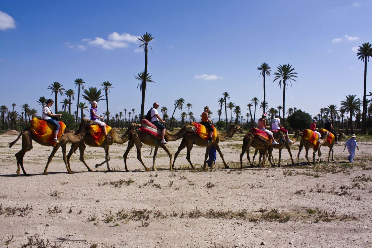 acitivity-marrakech-ride-camel1501783637