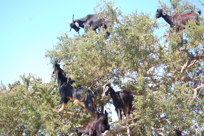 argan-tree-agadir-tour1555589092.JPG