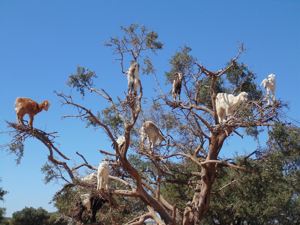 oats-on-argan-tree-banner1532369758